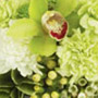 For The Service Color Image
