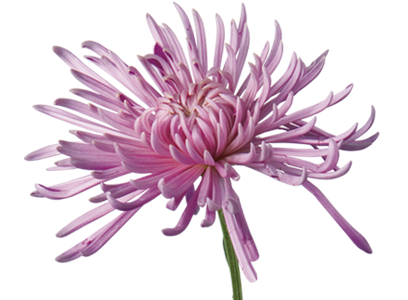 Chrysanthemum