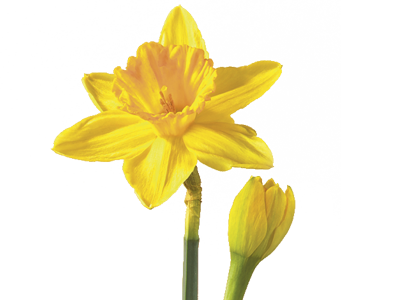 Daffodil