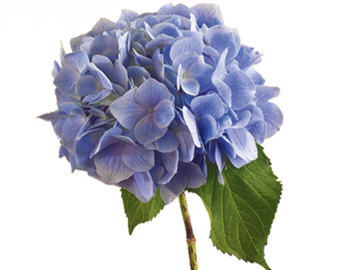 Hydrangea