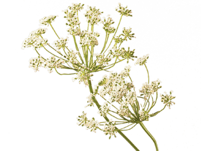 Queen Anne's Lace